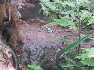 poison frog